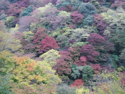 箕面大滝斜面の紅葉1