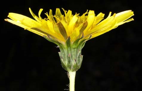 箕面のタンポポは、今、どう変わってきているのか/箕面のタンポポ調査