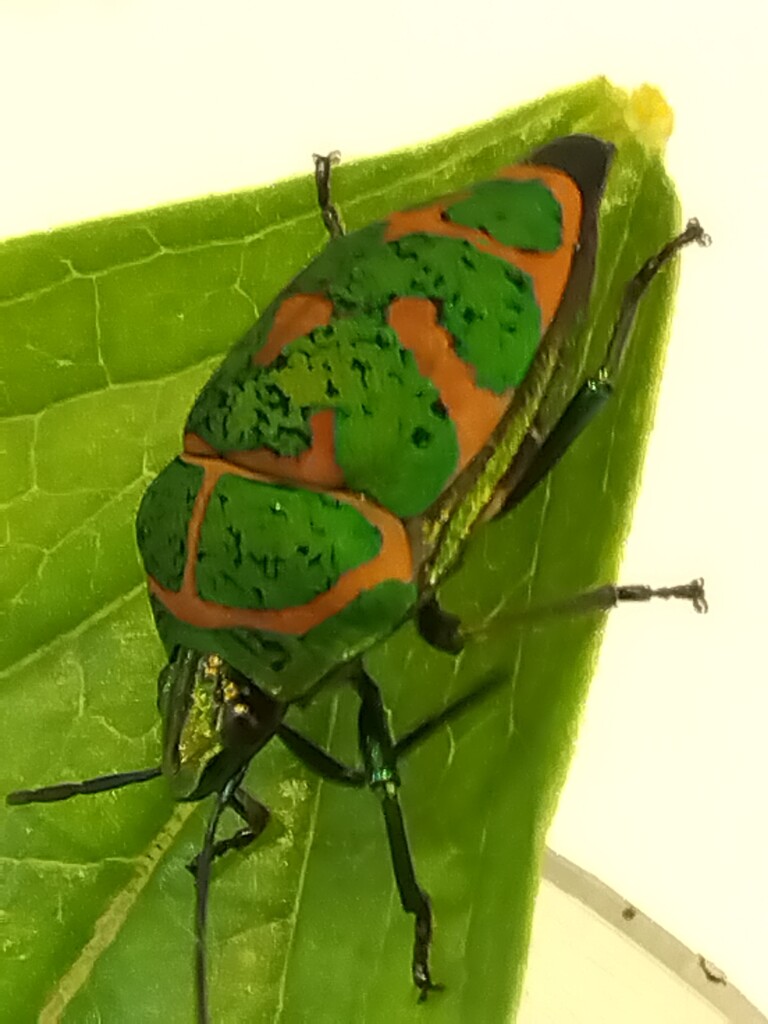 初夏の光に輝く、箕面の森の宝石、アカスジキンカメムシの成虫が見